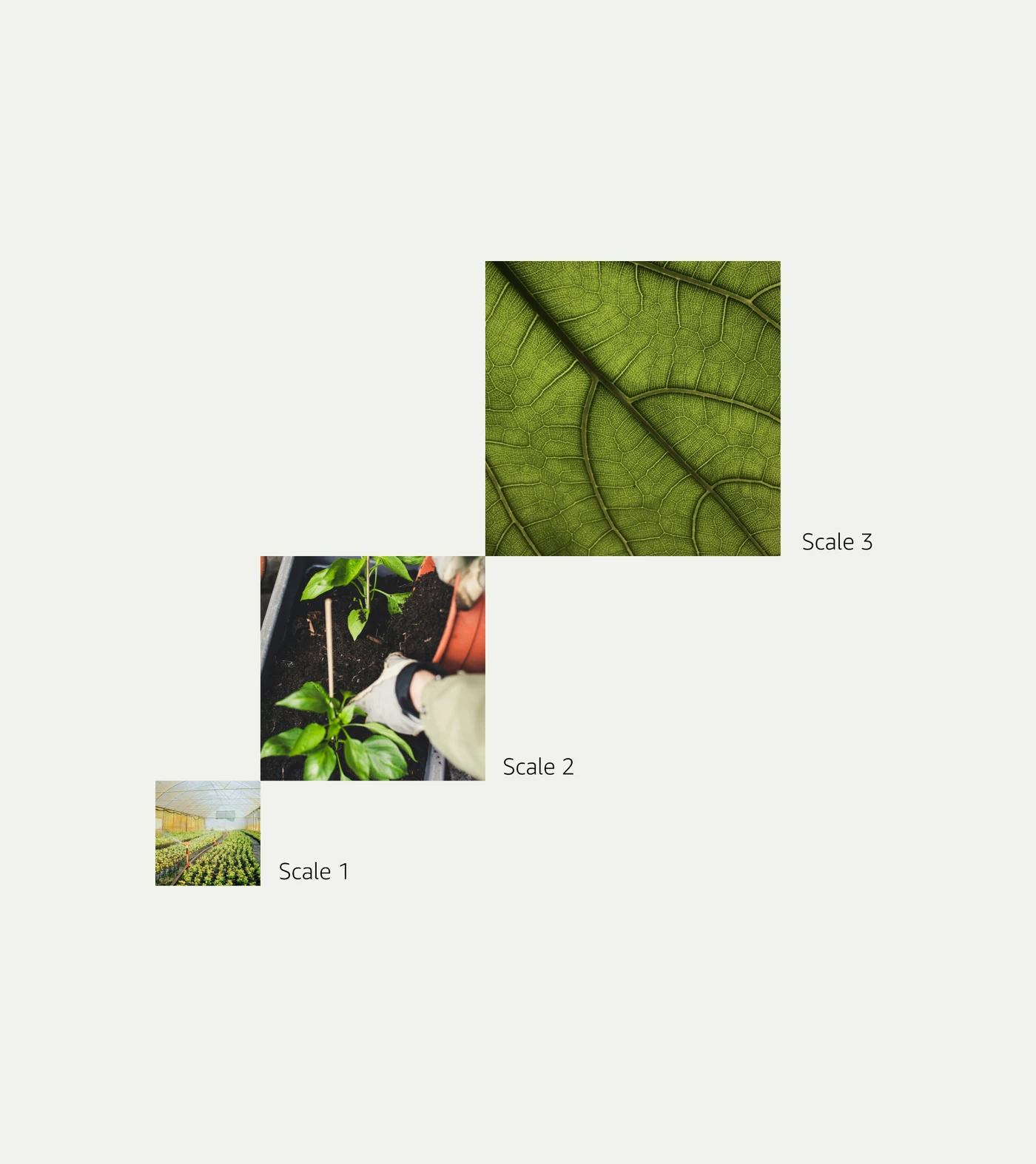 Amazon Design — image 2